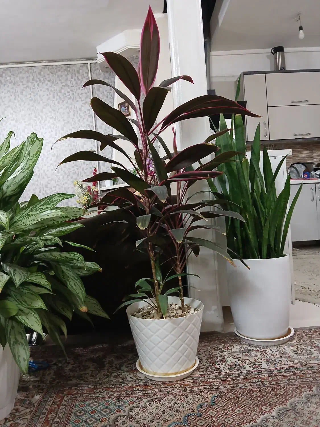 ۳ عدد گل طبیعی|حراج|فردیس, فردیس|دیوار