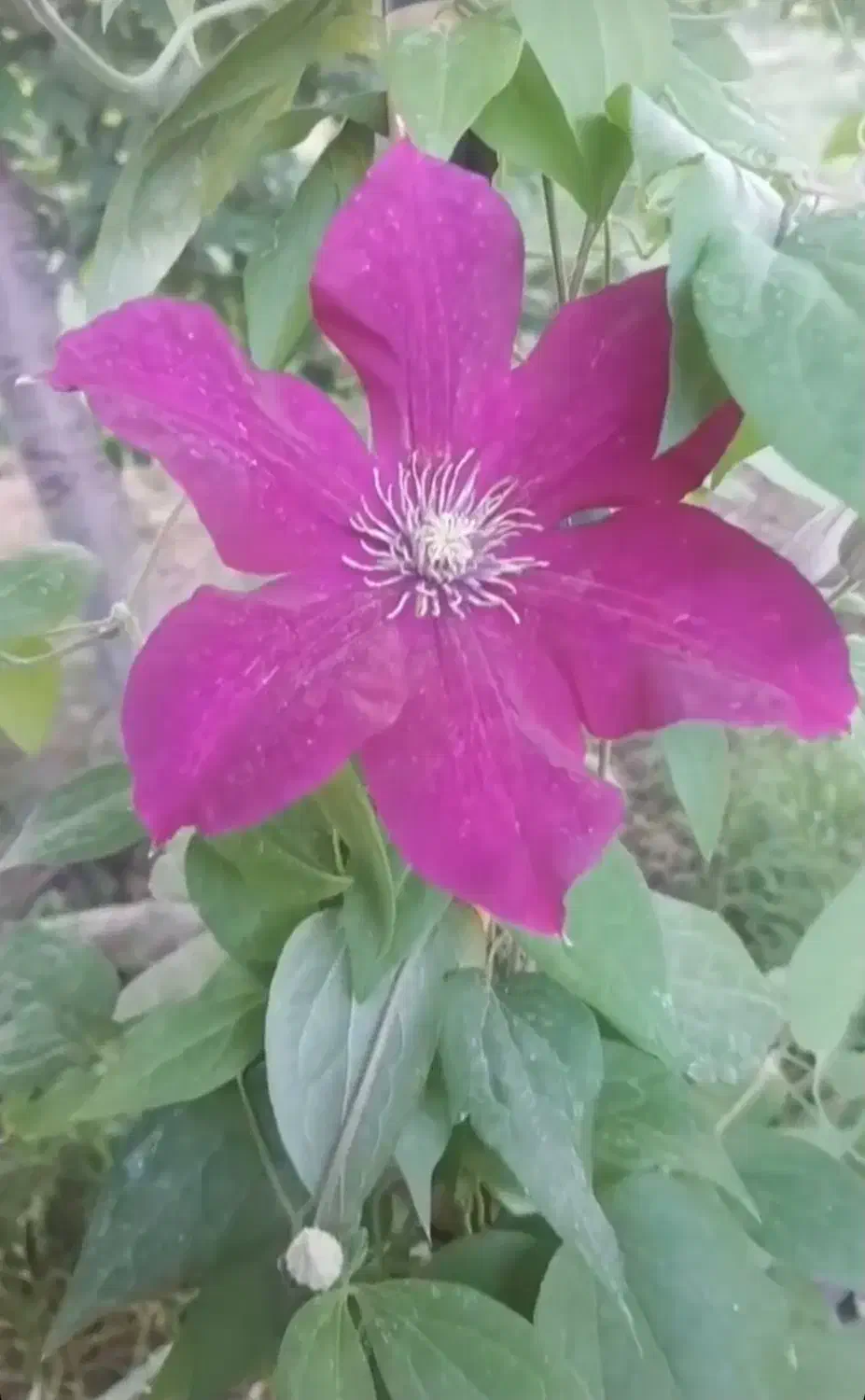 فروش ساختمان ویلایی کلنگی|فروش خانه و ویلا|تهران, حشمتیه|دیوار