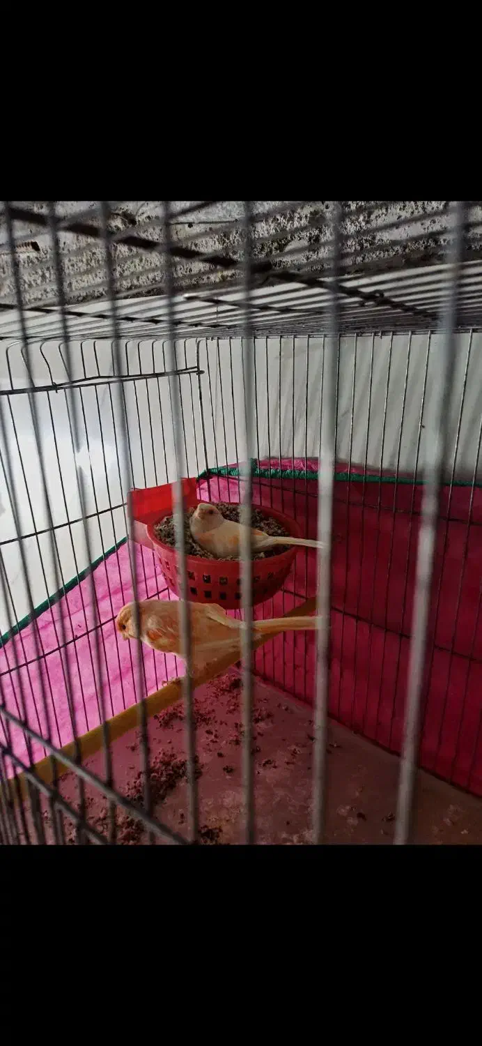 قناری ماده بالغ آماده جفت گیری|پرنده|یاسوج, |دیوار