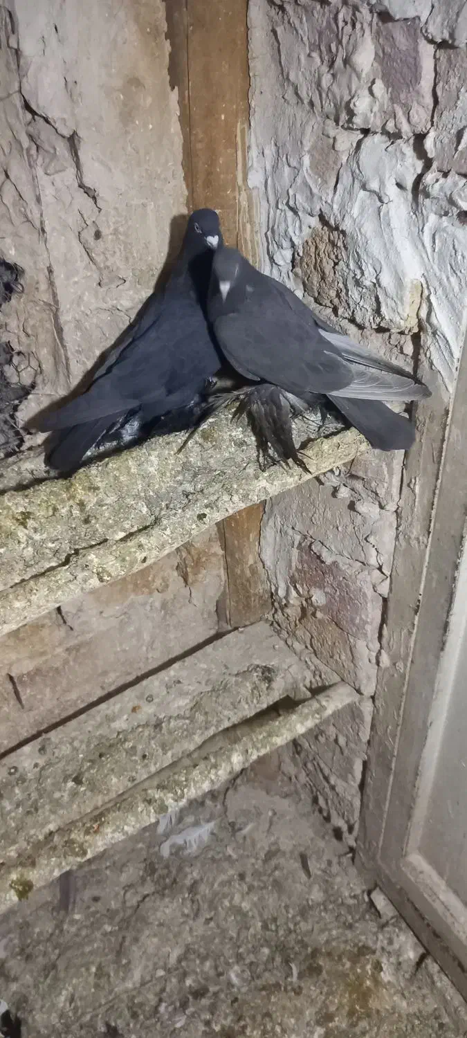 کبوتر الوان|پرنده|تبریز, |دیوار