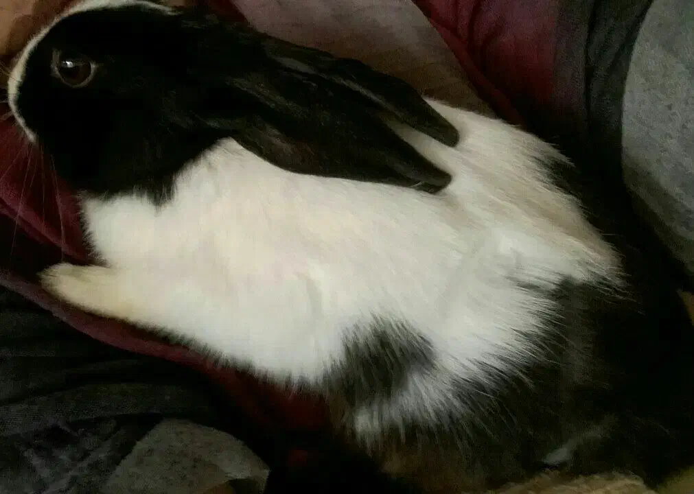 خرگوش سالم|موش و خرگوش|اصفهان, خانه اصفهان|دیوار