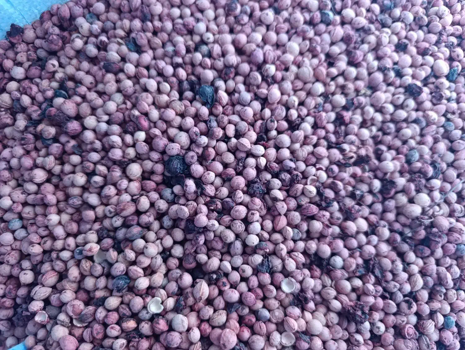 هسته البالو|عمده‌فروشی|تهران, شهرک ولیعصر جنوبی|دیوار