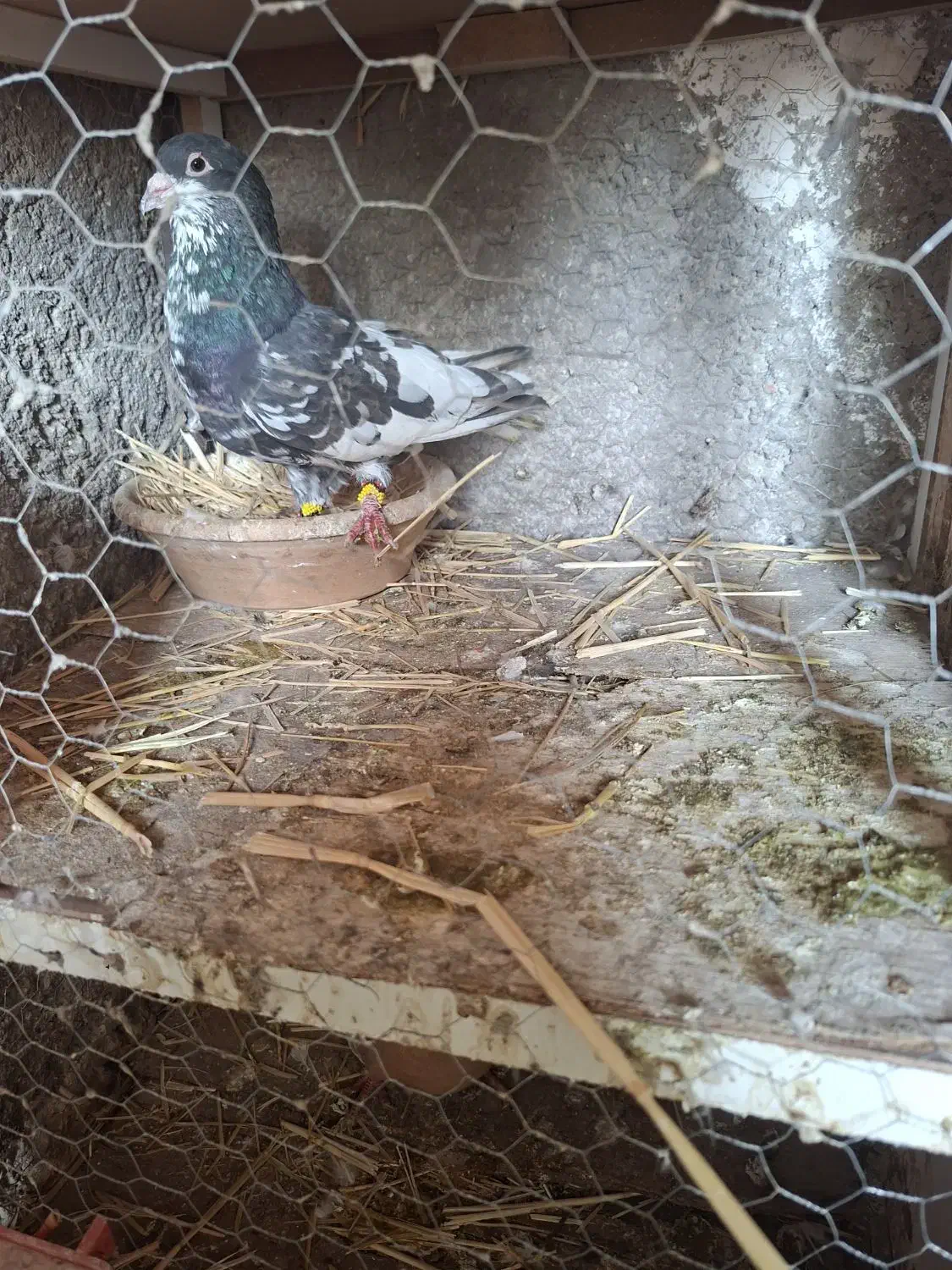 کبوتر شهری خوشرنگ|پرنده|شیراز, حومه شیراز|دیوار