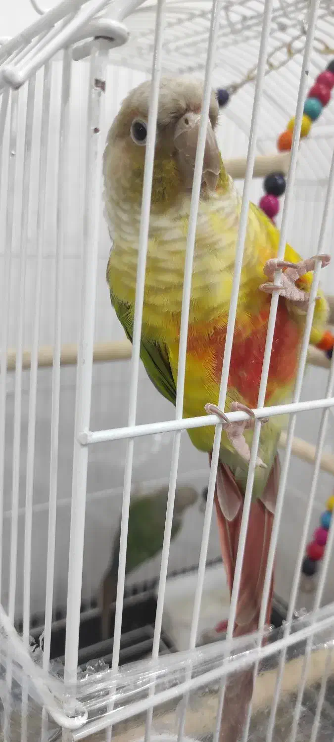 جفت گرینچیک|پرنده|نیشابور, شهرک قدس|دیوار