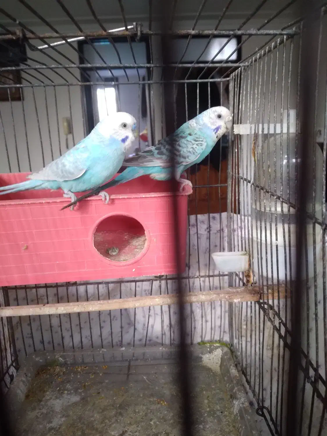 مرغ عشق جفت دوبارجوجه دادن|پرنده|تهران, اتابک|دیوار