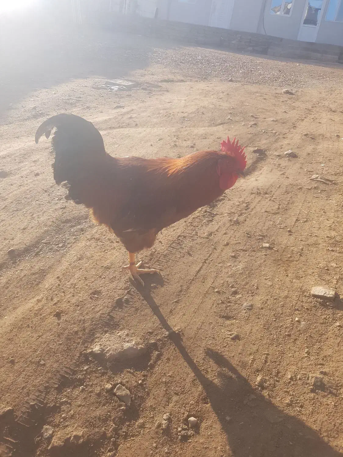 خروس گوشتی نیمچه امسال سرحال ماکو|حیوانات مزرعه|ماکو, |دیوار