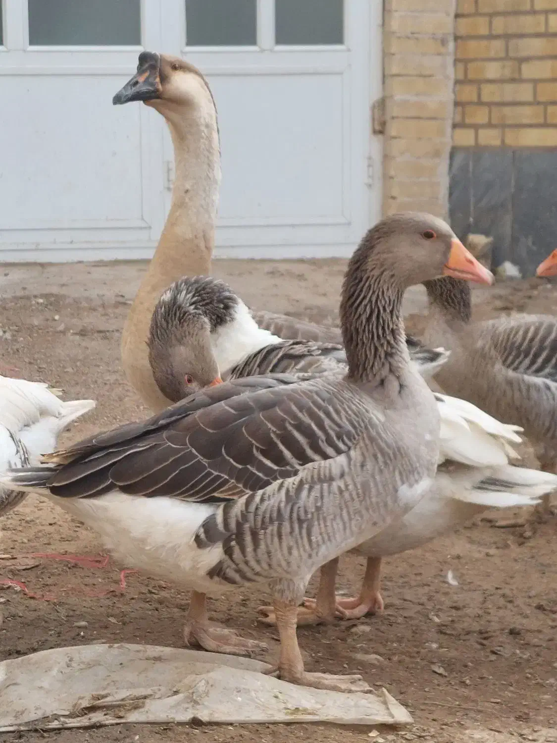 حراج غاز|حیوانات مزرعه|آران و بیدگل, |دیوار