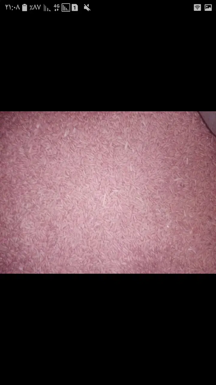 گندم دیم بذر باران|خدمات باغبانی و درختکاری|قوچان, |دیوار