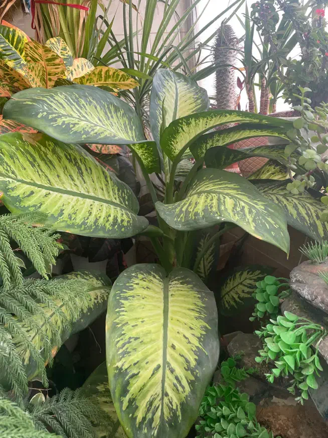 گل های بزرگ و شاداب|گل و گیاه طبیعی|نیشابور, شهرک اندیشه|دیوار