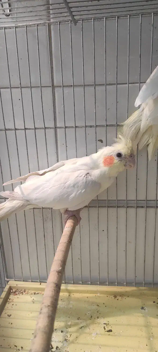 عروس هلندی و مرغ عشق|پرنده|مرودشت, ابوذر شمالی|دیوار