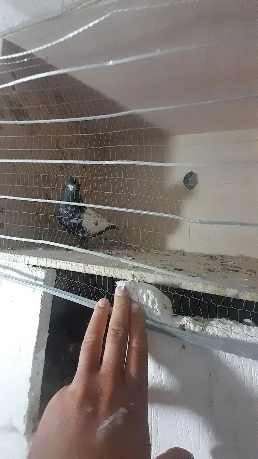 جفتی سرته درشت لون دار پرشتی|پرنده|سیلاخور, |دیوار