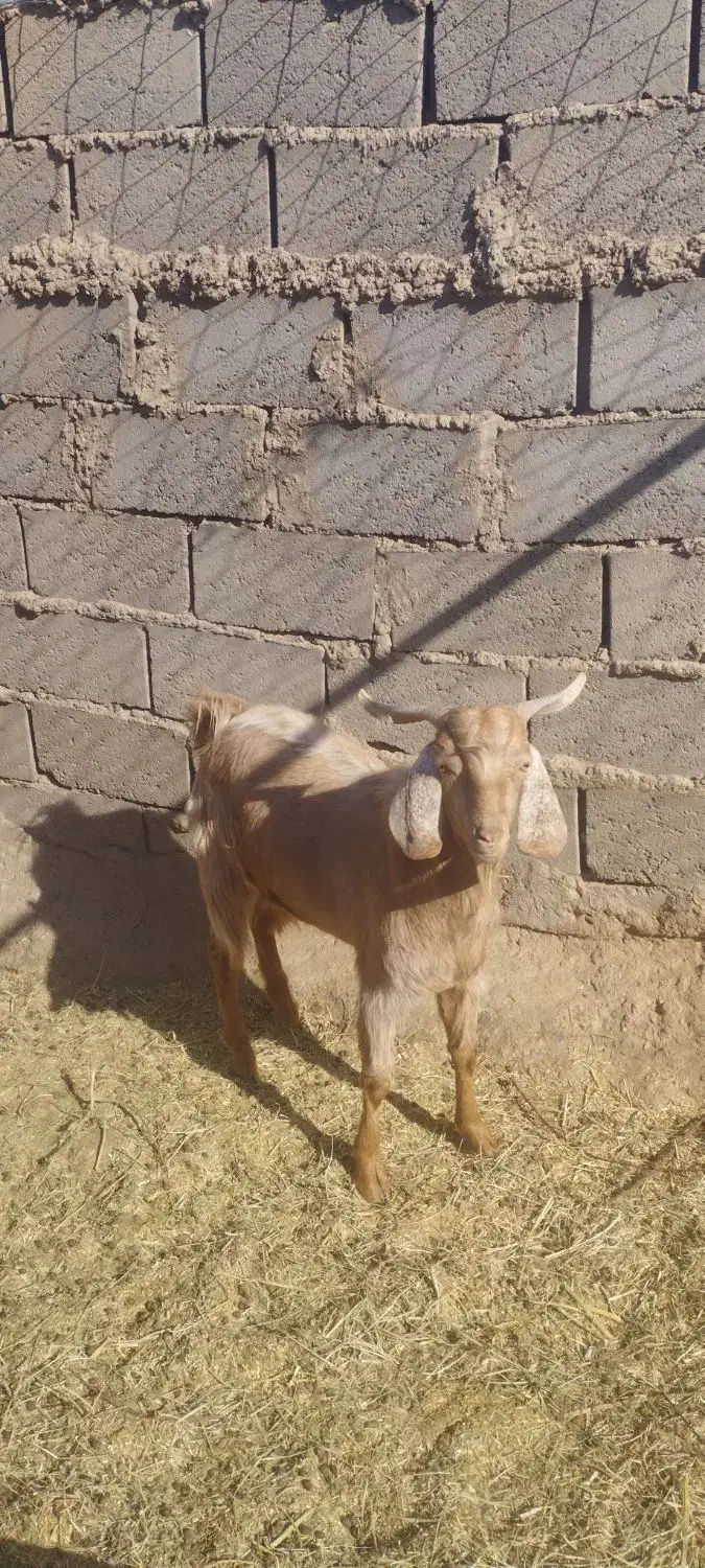 دو عدد بزغاله نر یک عدد بره ماده|حیوانات مزرعه|طبس, |دیوار