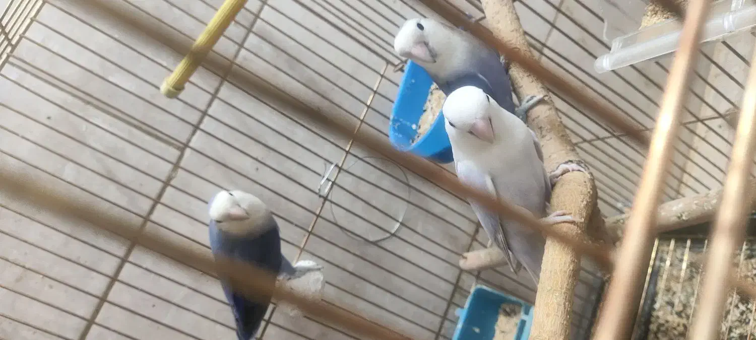 طوطی برزیلی|پرنده|مسجد سلیمان, |دیوار