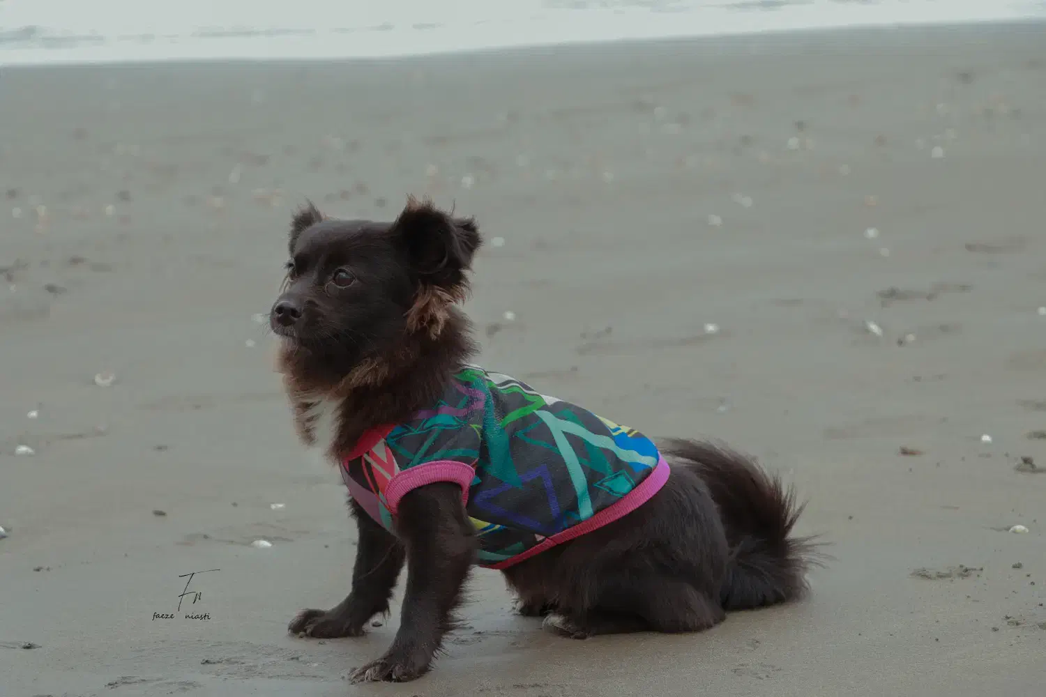 پشمک|سگ|رامسر, |دیوار