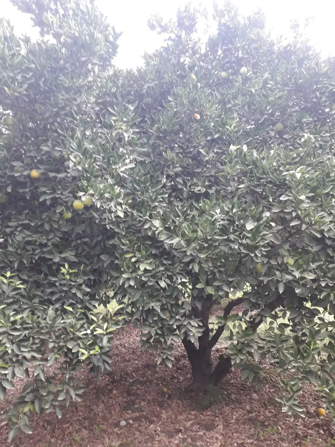 پرتقال تامسون پوست نازک|خوردنی و آشامیدنی|نوکنده, |دیوار