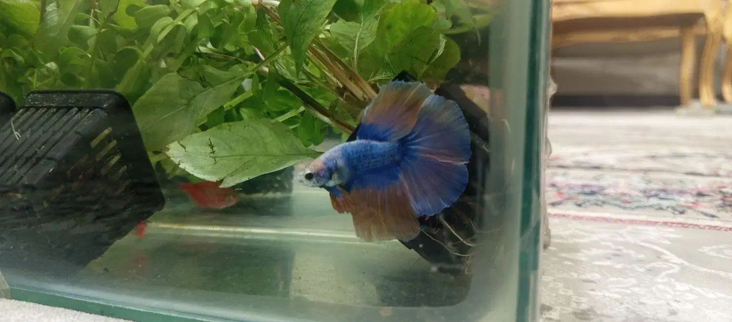 ماهی فایتر نر آماده جفت گیری|ماهی|تهران, خلیج فارس|دیوار