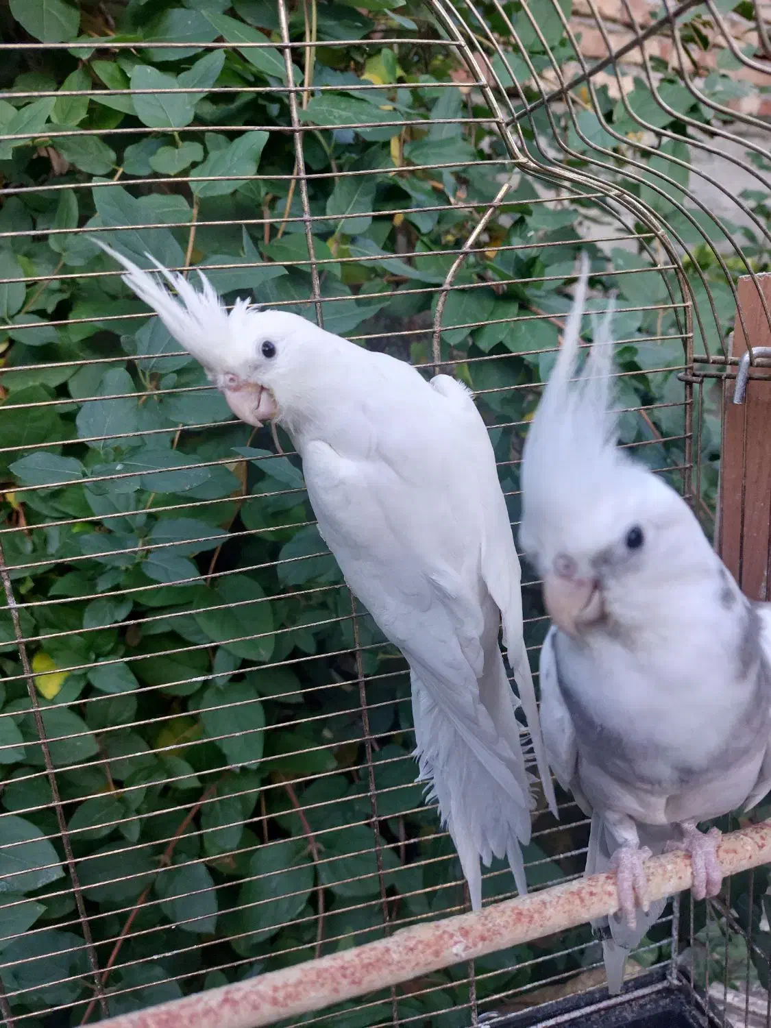 دو جفت عروس هلندی مولد|پرنده|اهر, |دیوار