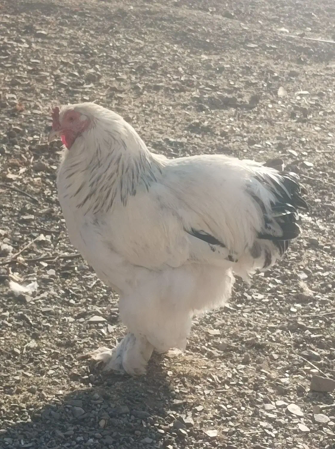 3عددخروس برهما|حیوانات مزرعه|بانه, |دیوار