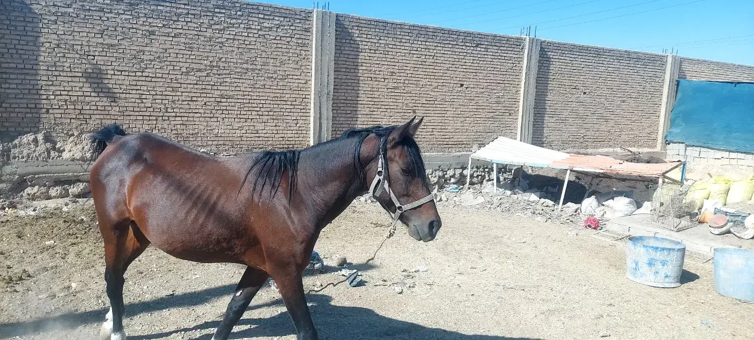 اسب|اسب و تجهیزات اسب‌سواری|بهبهان, |دیوار