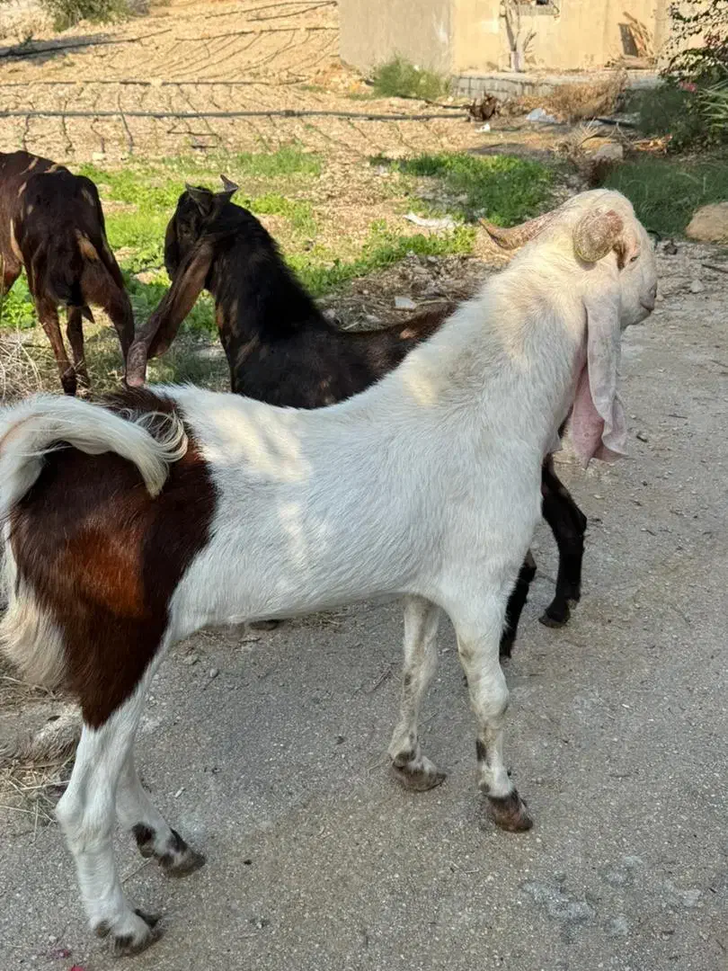 بز گ|حیوانات مزرعه|سیراف, |دیوار