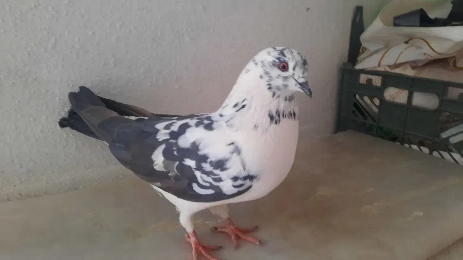 ۳تا کفتر غریبگیری|پرنده|تهران, دانشگاه شریف|دیوار