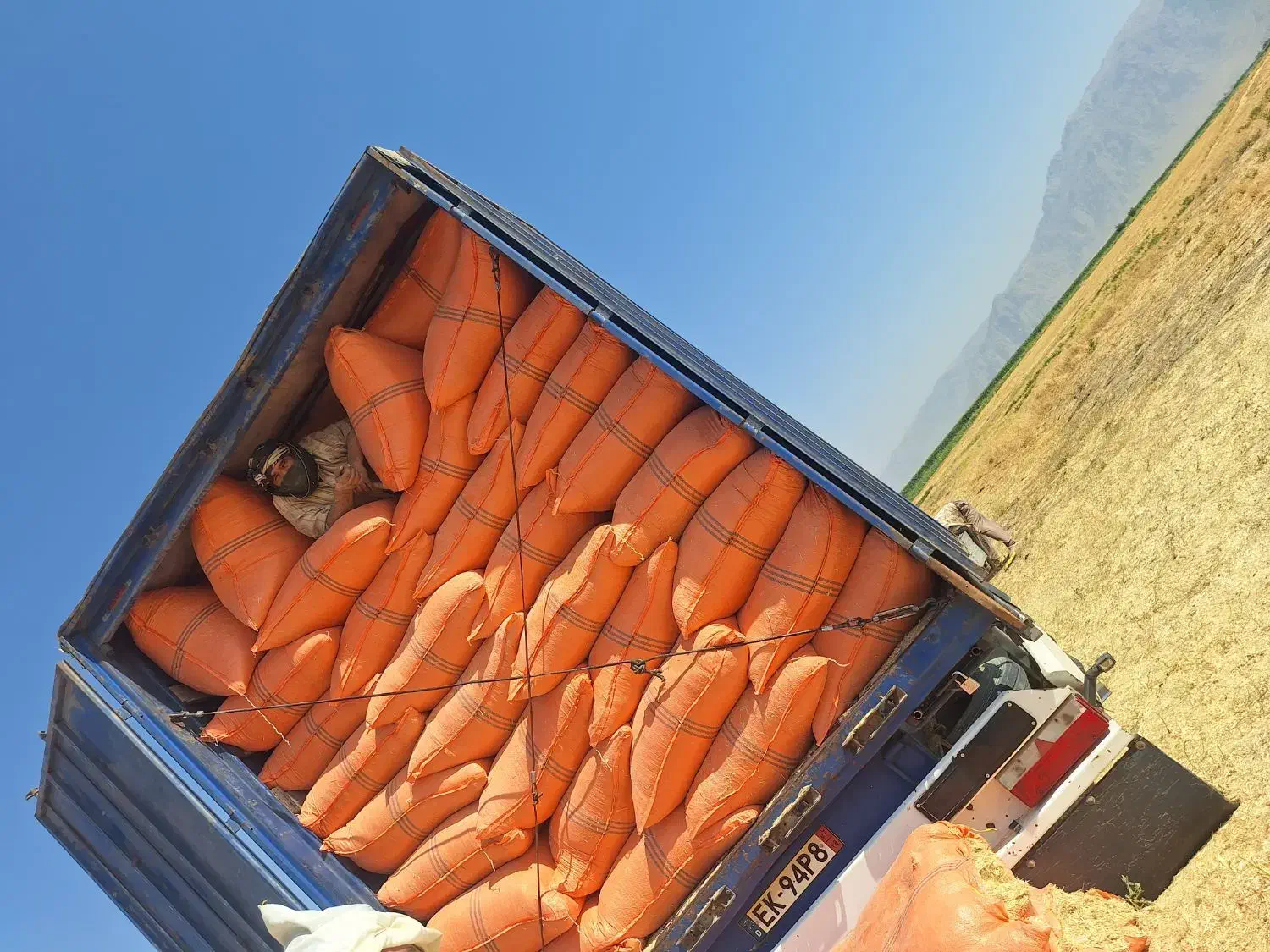 کاه گندم نرم عمده خزایی|لوازم جانبی حیوانات|کرمانشاه, |دیوار