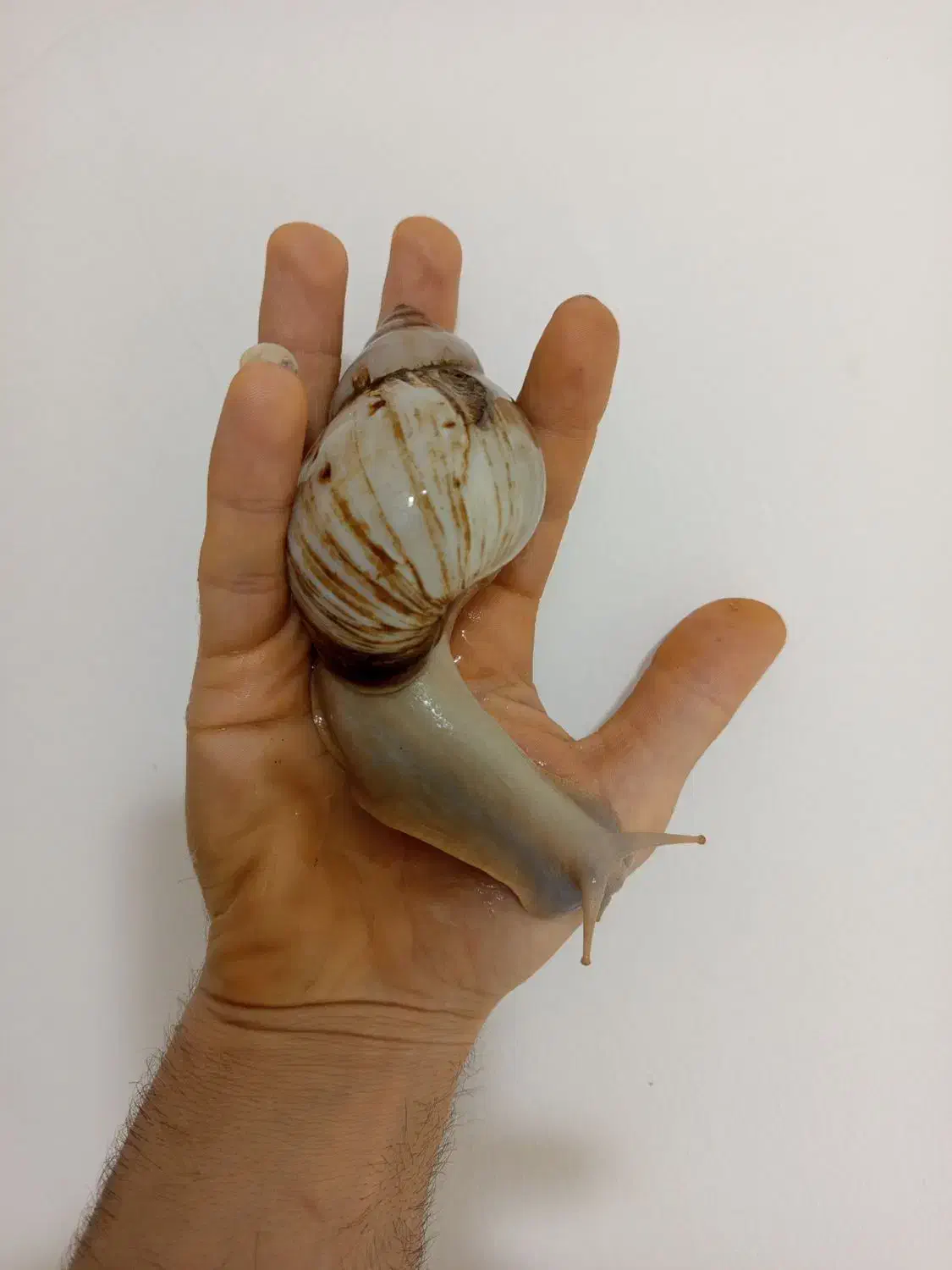 حلزون تراپی|خزنده|قدس, شهر‌قدس|دیوار