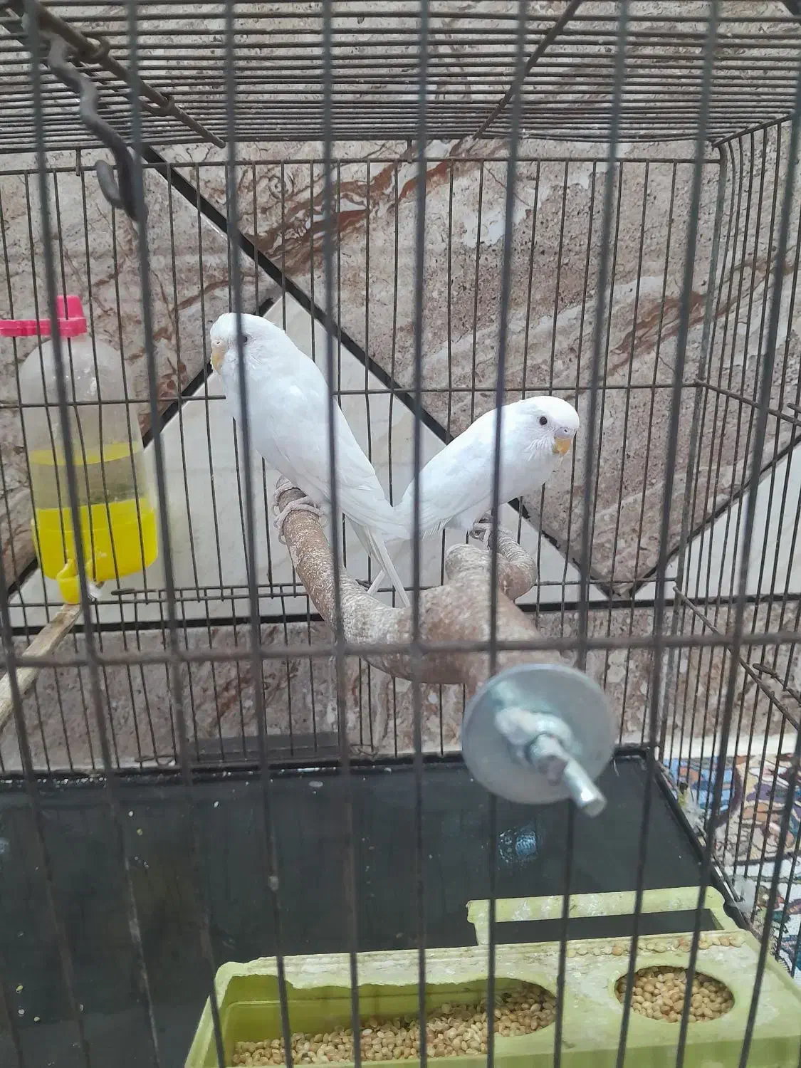 مرع عشق هلندی|پرنده|حمیدیه, |دیوار