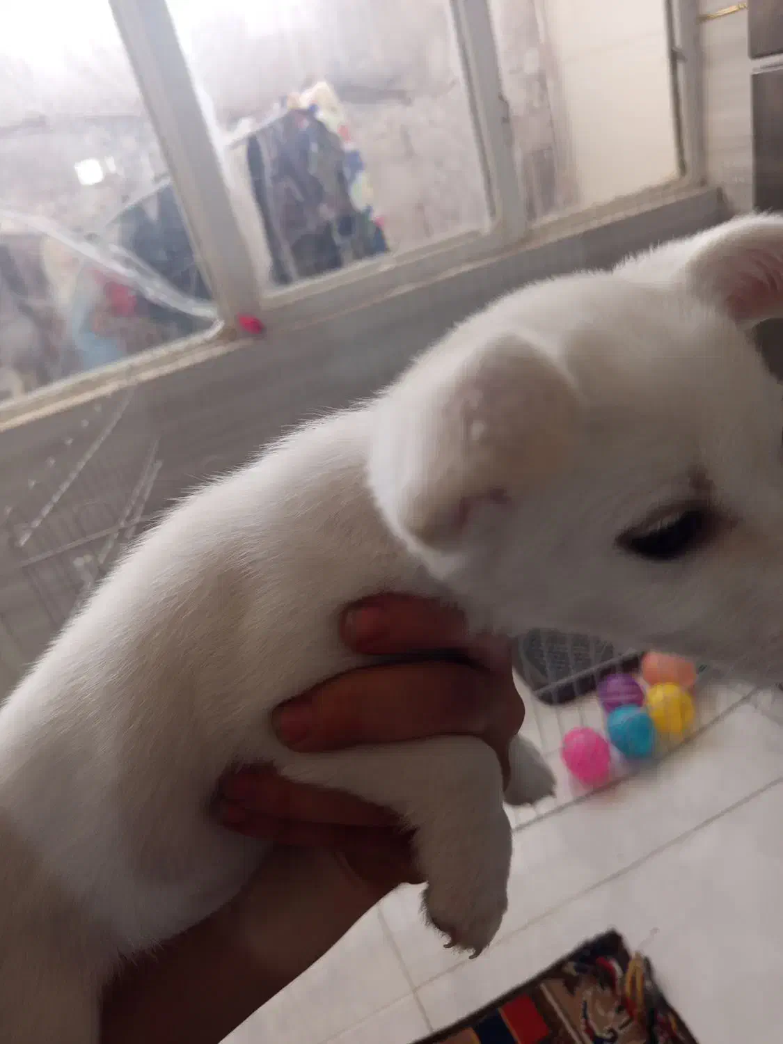 سگ پامر|سگ|صباشهر, |دیوار