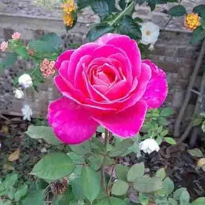 راهنمایی|فعالیت داوطلبانه تحقیقاتی|قزوین, |دیوار