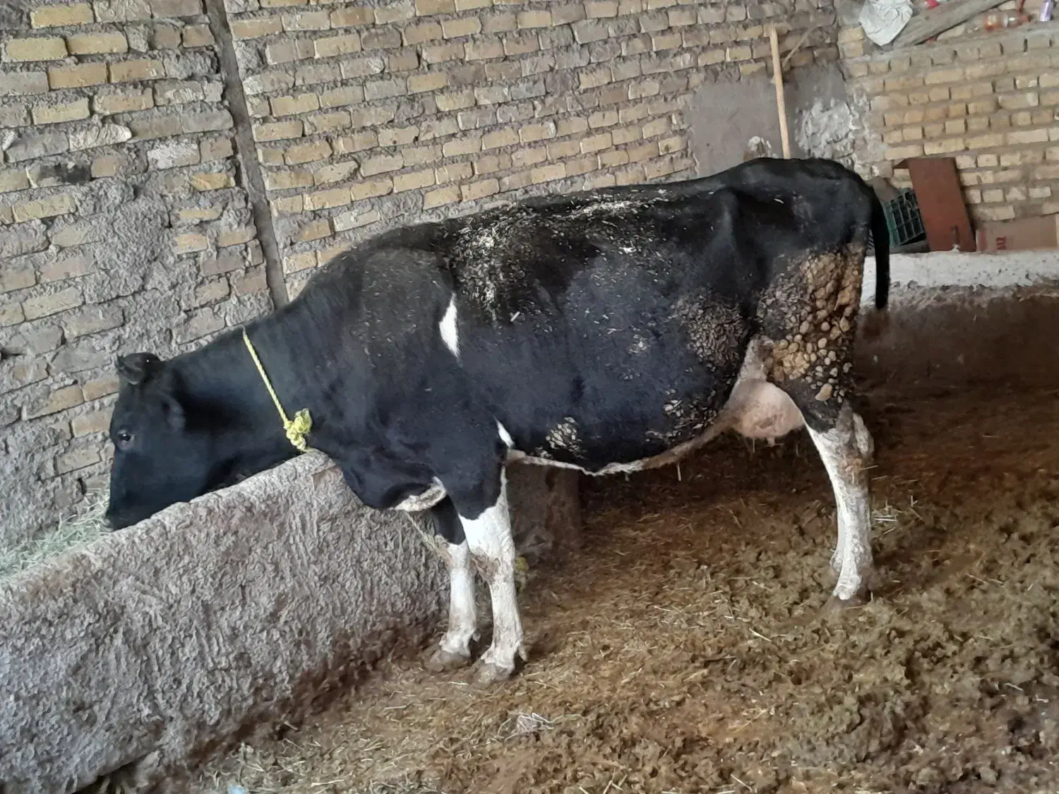 گاوگوساله هلشتین|حیوانات مزرعه|تاکستان, |دیوار