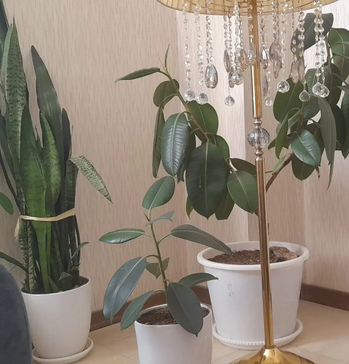 گل های زیبا و سر حال|گل و گیاه طبیعی|مهاجران, |دیوار