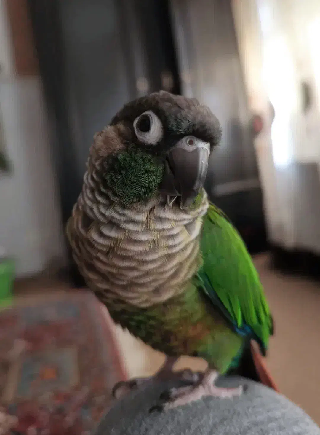 طوطی|پرنده|اصفهان, رکن الدوله شرقی|دیوار