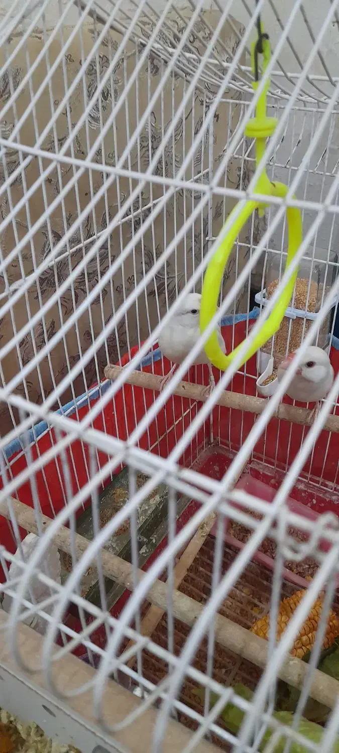 پرنده زینتی|پرنده|بندر امام خمینی, |دیوار