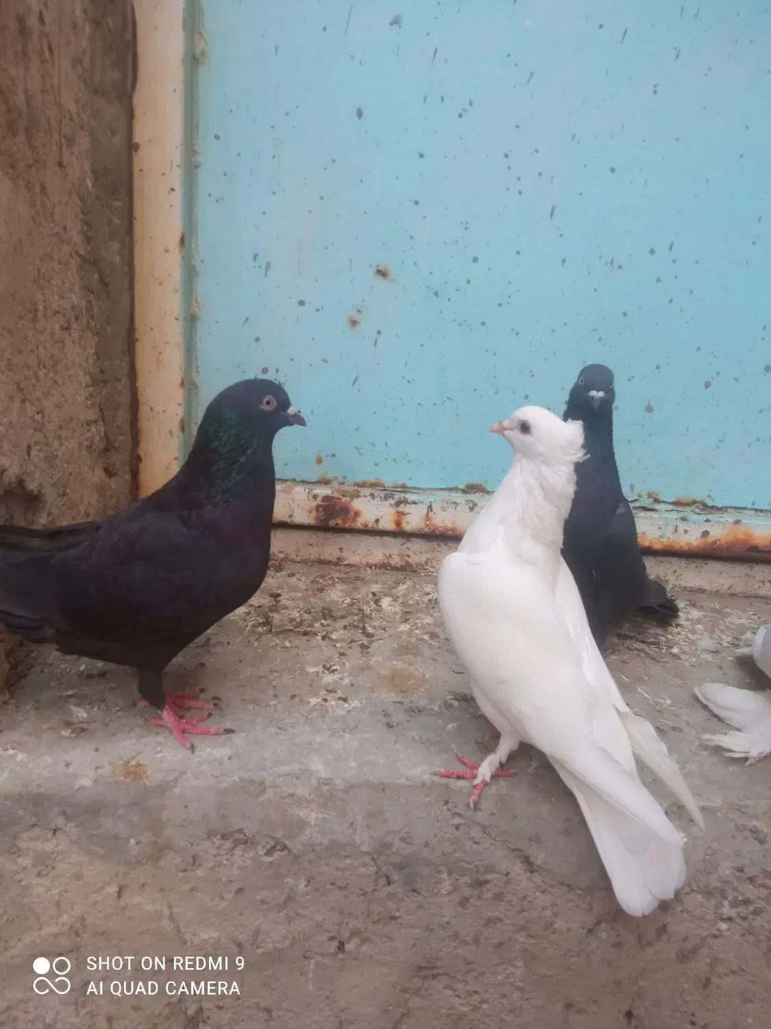 تعدادی کبوتر|پرنده|خورموج, |دیوار