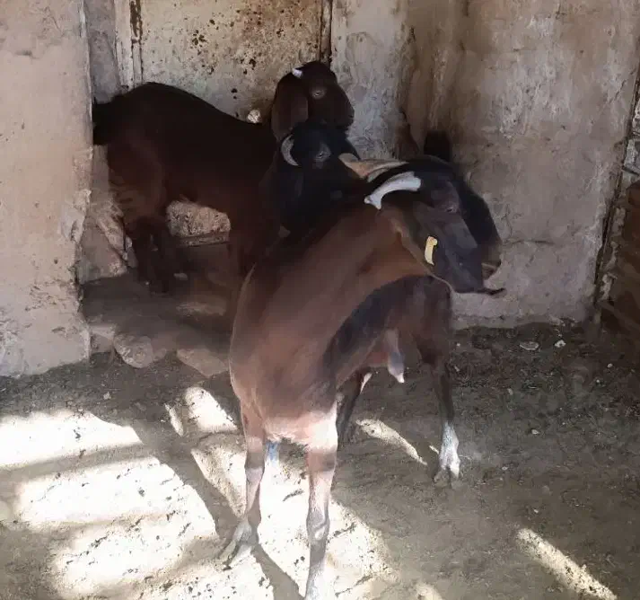 بز و بزغاله|حیوانات مزرعه|خواف, |دیوار