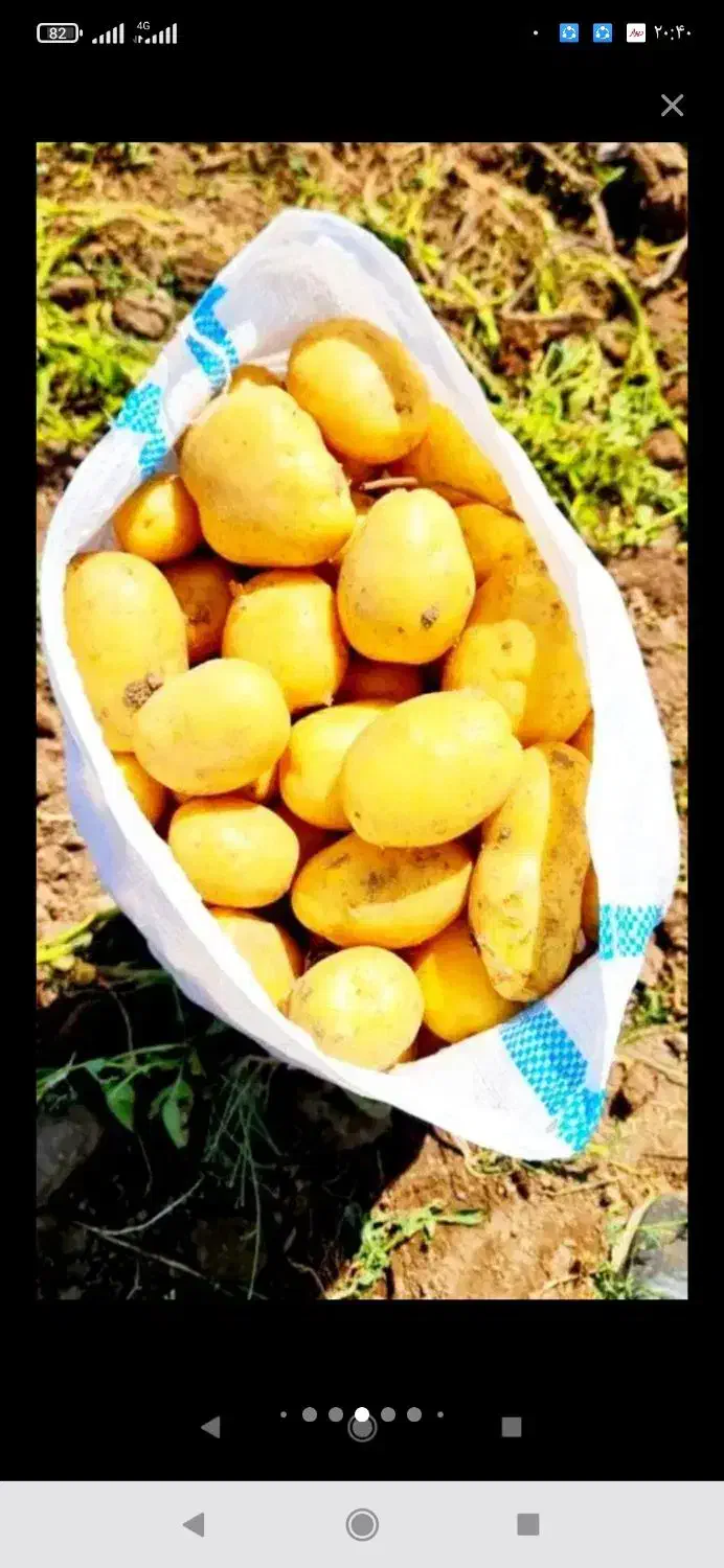 سیب متوسط سیب زمینی درهم|عمده‌فروشی|بهار, |دیوار