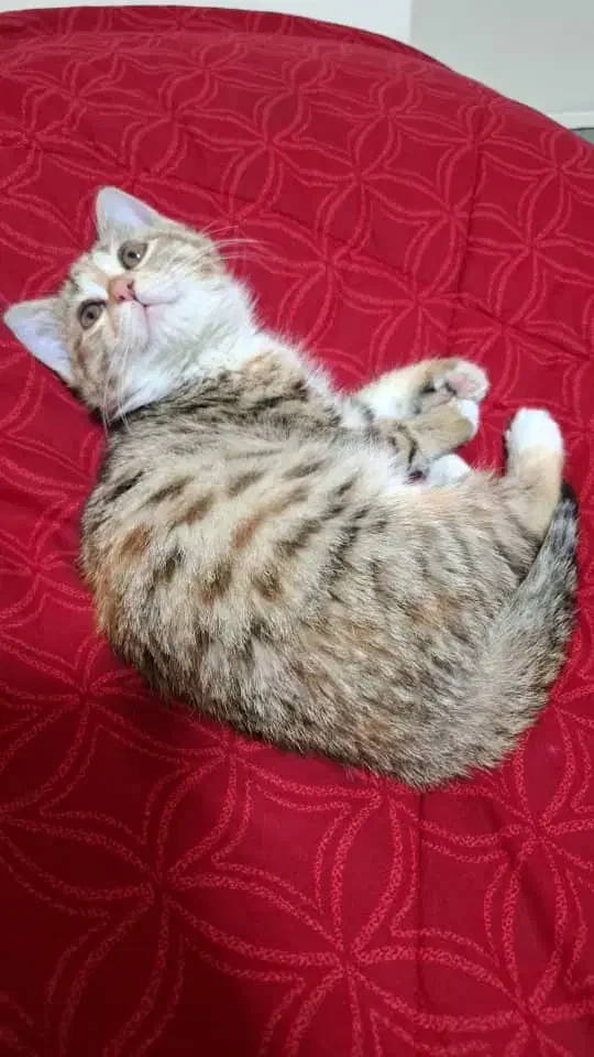 واگذاری رایگان بچه گربه|گربه|اصفهان, حسین‌آباد|دیوار