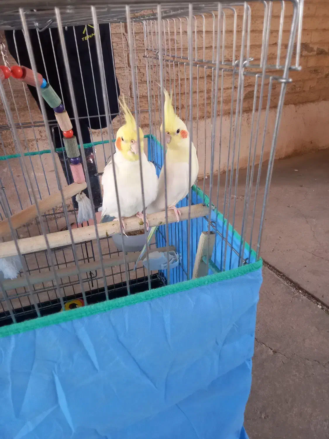 عروس هلندی جفت لوتیتو کینگ سایز خوشگل ، قفس ۱۰۳۳|پرنده|رباطکریم, شهرک والفجر|دیوار