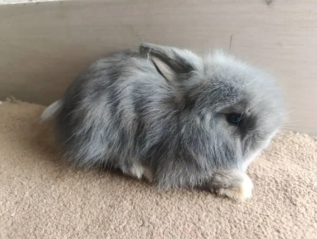 توله خرگوش لپ(عروسک زنده)|موش و خرگوش|دوگنبدان, |دیوار