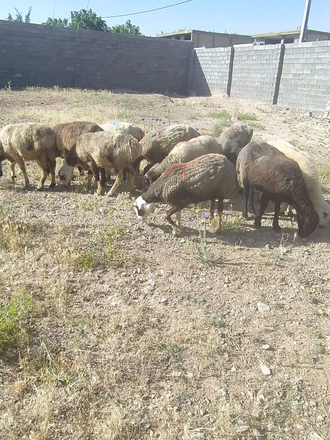 میش داشتی|حیوانات مزرعه|شیراز, گلکوب|دیوار
