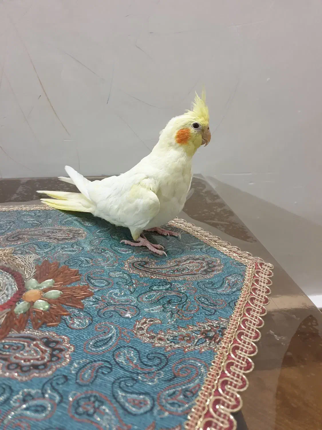 عروس هلندی ماده|پرنده|سراب, |دیوار