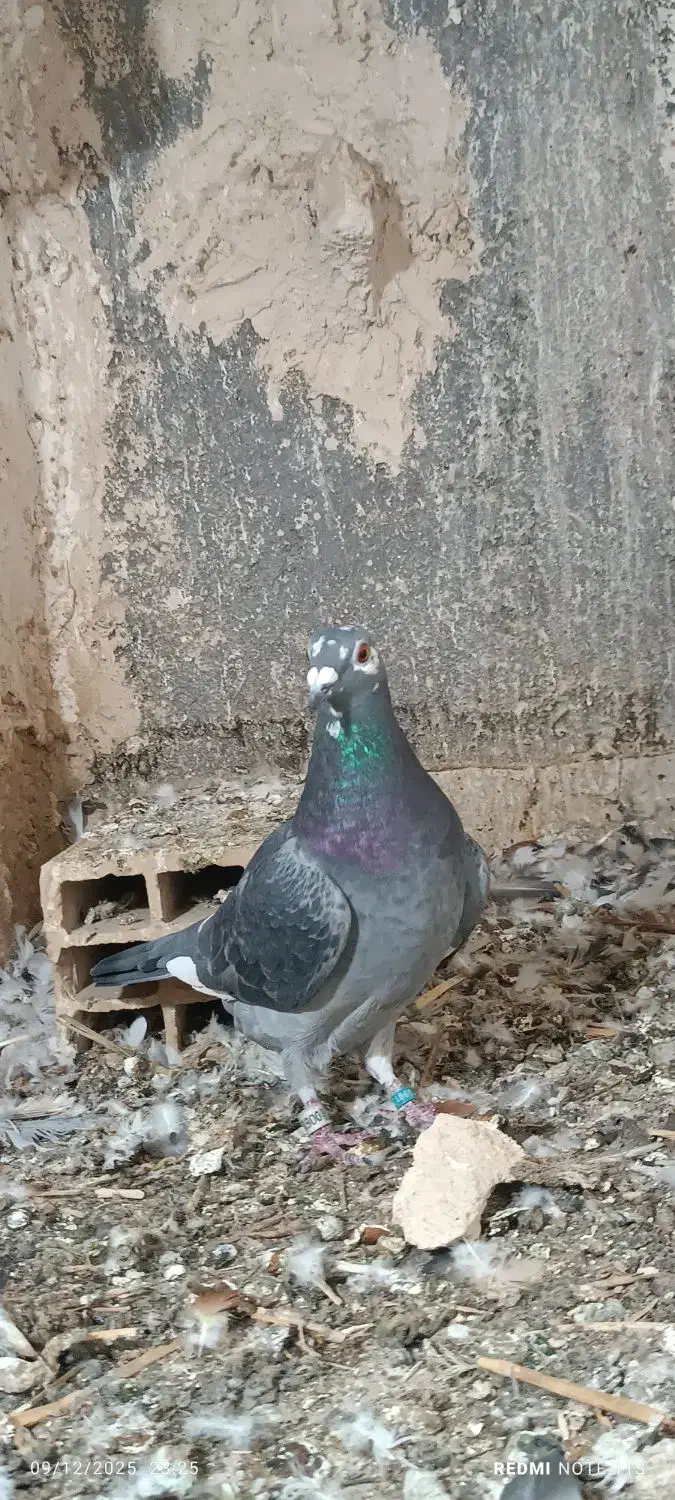 ماده قره سبز پلاکی|پرنده|خلیل آباد, |دیوار