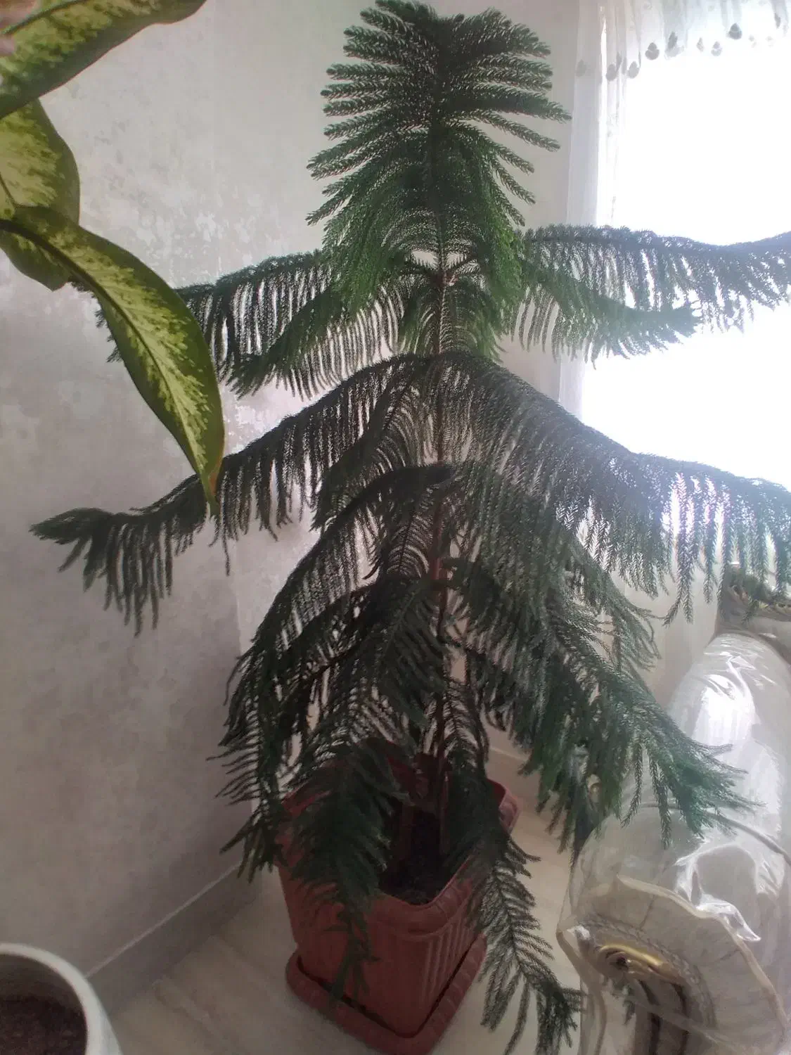 گل مطبق ۷ طبقه سالم وسلامت|گل و گیاه طبیعی|خلخال, |دیوار