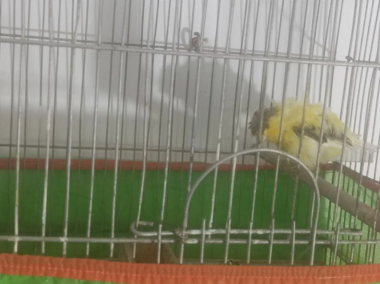 سهره پاییزی|پرنده|سیرجان, |دیوار