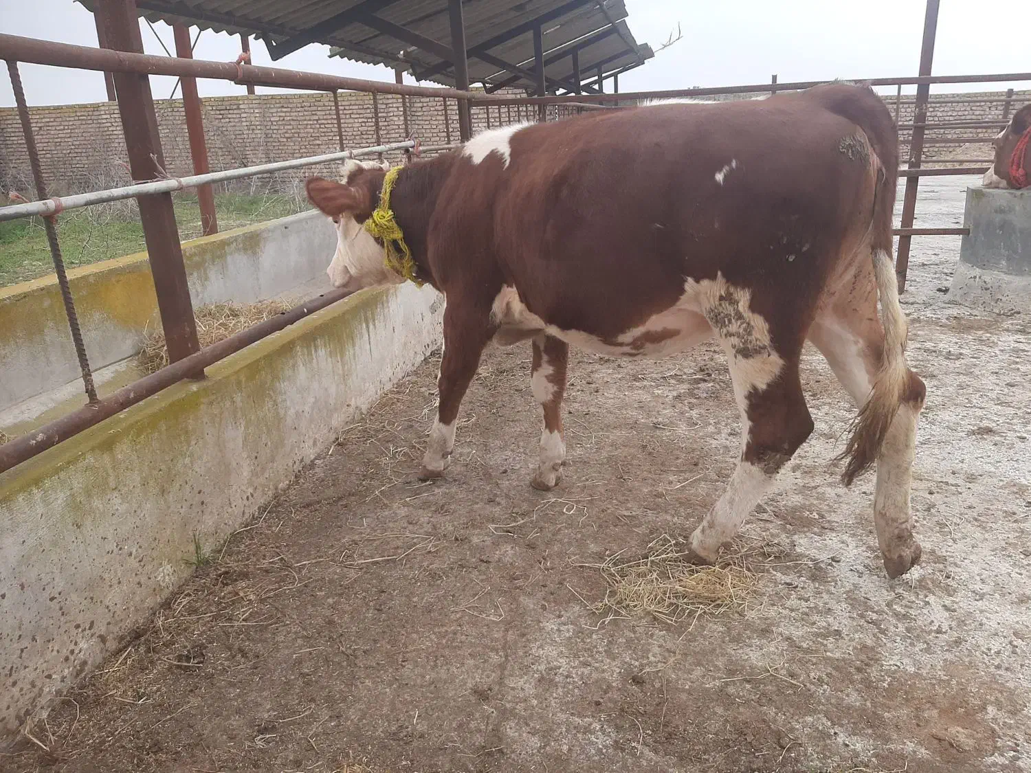 فروش تلیسه سیمنتال|حیوانات مزرعه|بندر ترکمن, |دیوار