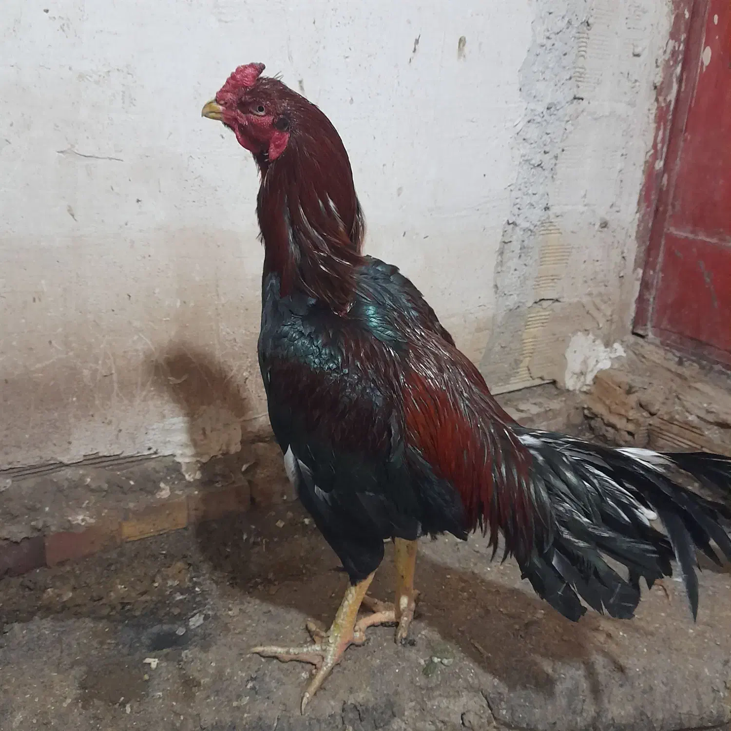 خروس|حیوانات مزرعه|خوی, |دیوار