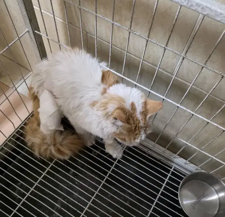 واگذاری رایگان|گربه|کرج, جهان‌شهر|دیوار