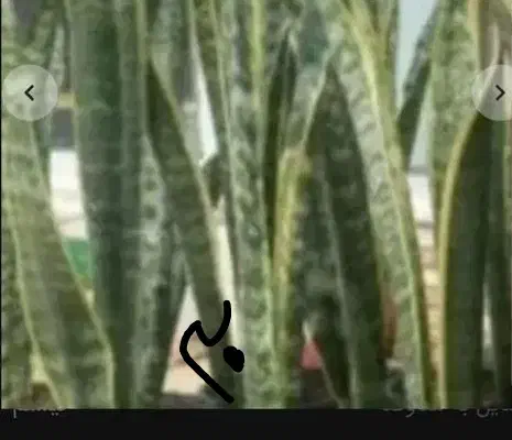 گلدان چینی|کلکسیون و سرگرمی|بروجرد, |دیوار