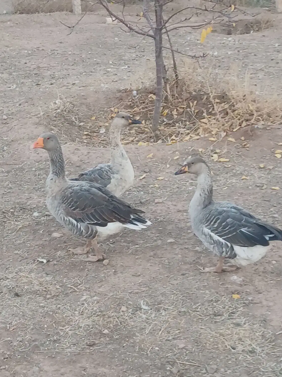 غاز|حیوانات مزرعه|شوط, |دیوار